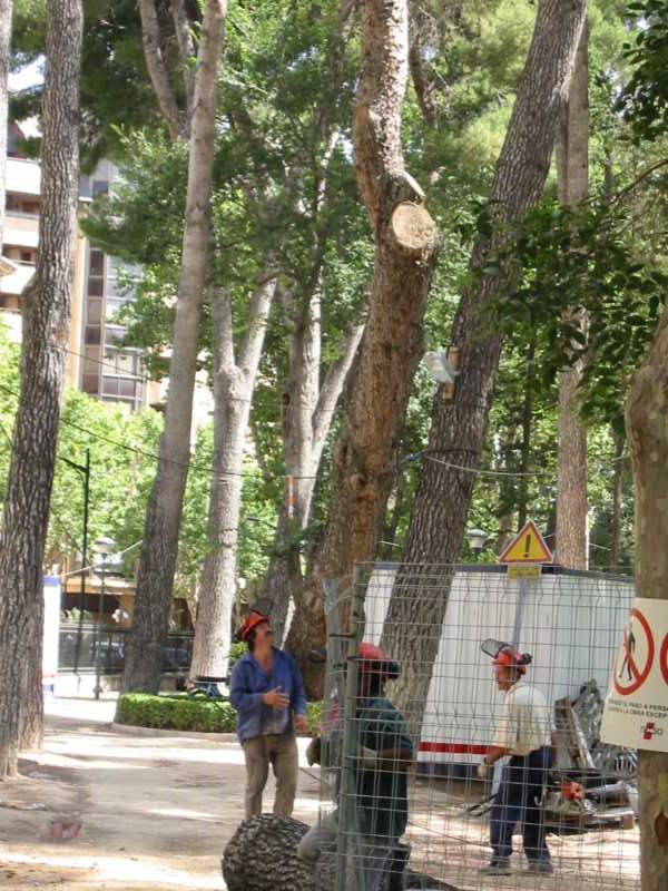 Equipo de Jardinería Jarsal durante un trabajo de tala con grúa