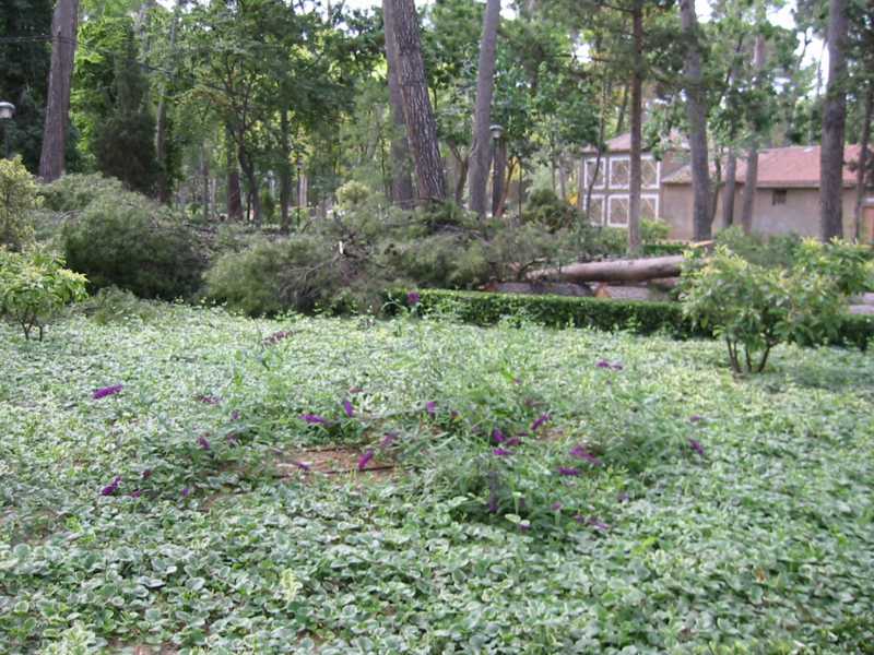 Jardín saneado tras la retirada de ramas
