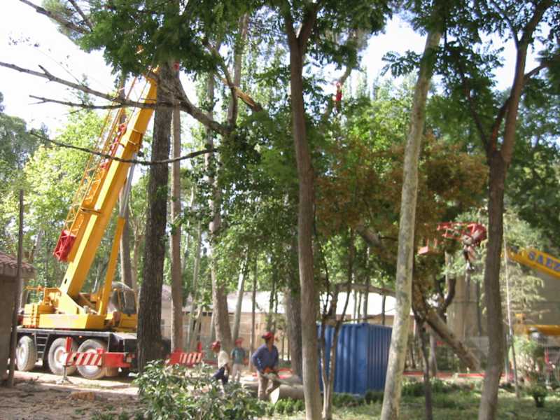 Apeo de pinos con grúa móvil amarilla