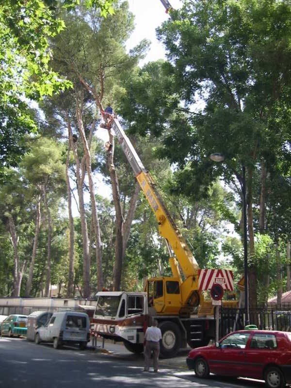 Tala de arbolado en una vía urbana con grúa