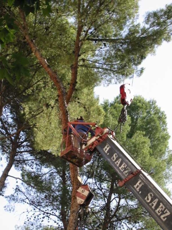 Operario en cesta trabajando en la copa de un pino