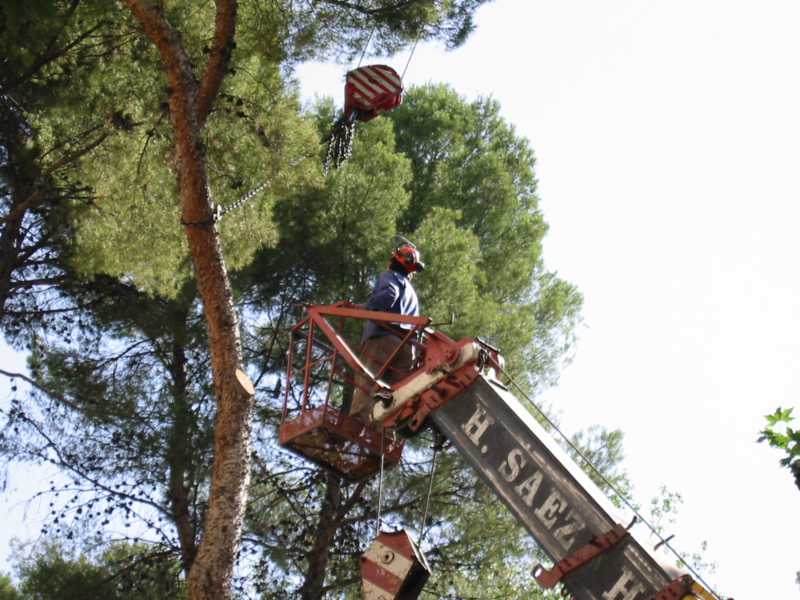 Poda de seguridad en altura con equipo de protección