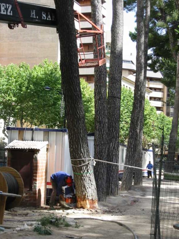 Corte dirigido en la base de un pino con motosierra