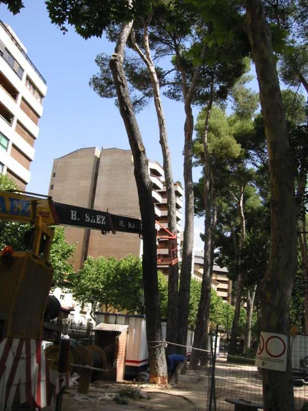 Poda de arbolado urbano entre edificios