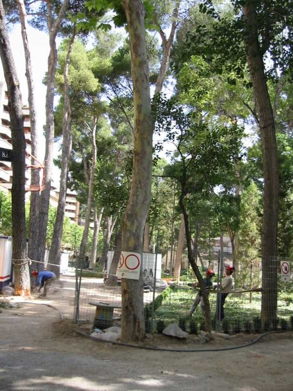 Mantenimiento de arbolado en una zona de parque