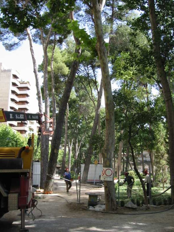 Equipo realizando trabajos de poda y tala en zona arbolada