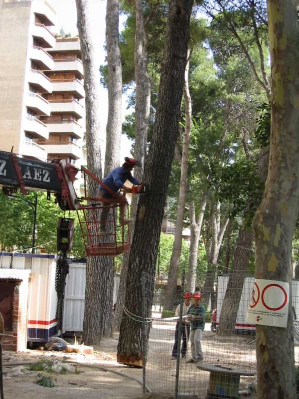 Poda en altura desde cesta junto a edificios