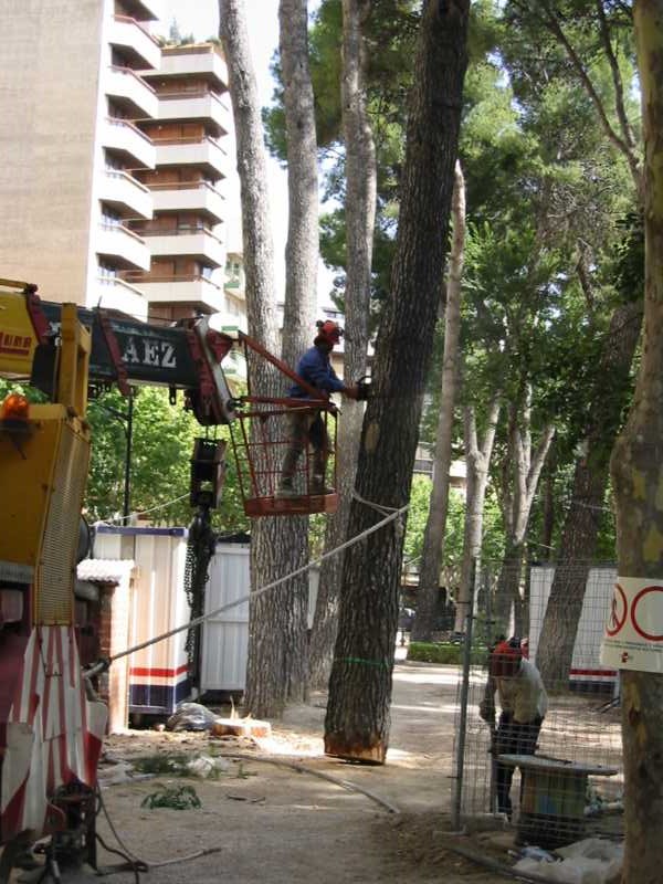 Tala por secciones de un pino con cesta