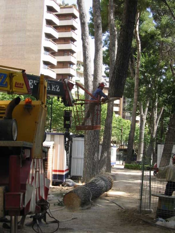 Tronco seccionado y apeado en el suelo