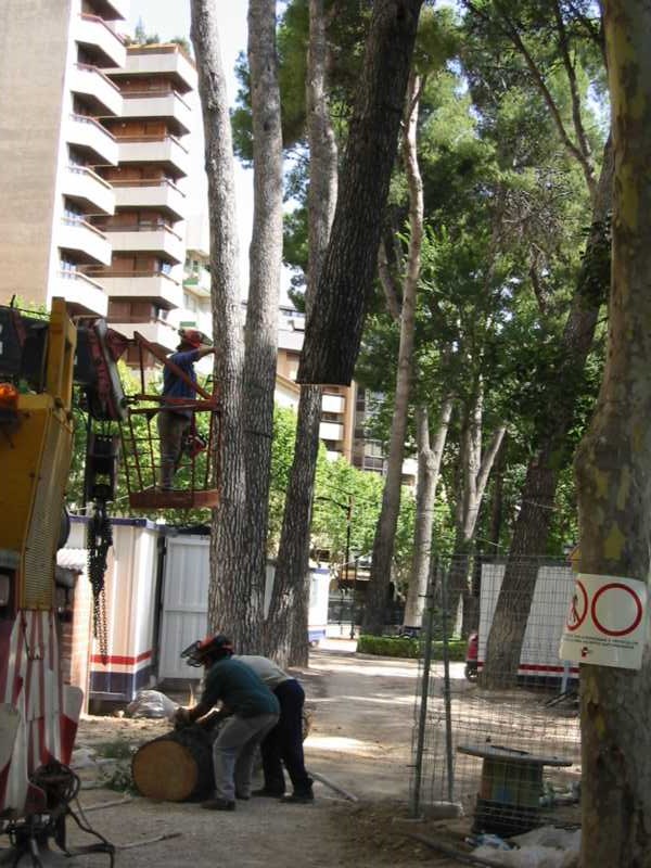 Troceado del tronco en el suelo con motosierra