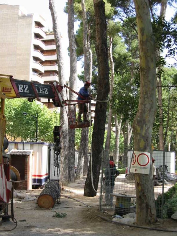 Poda controlada en zona vallada con troncos retirados