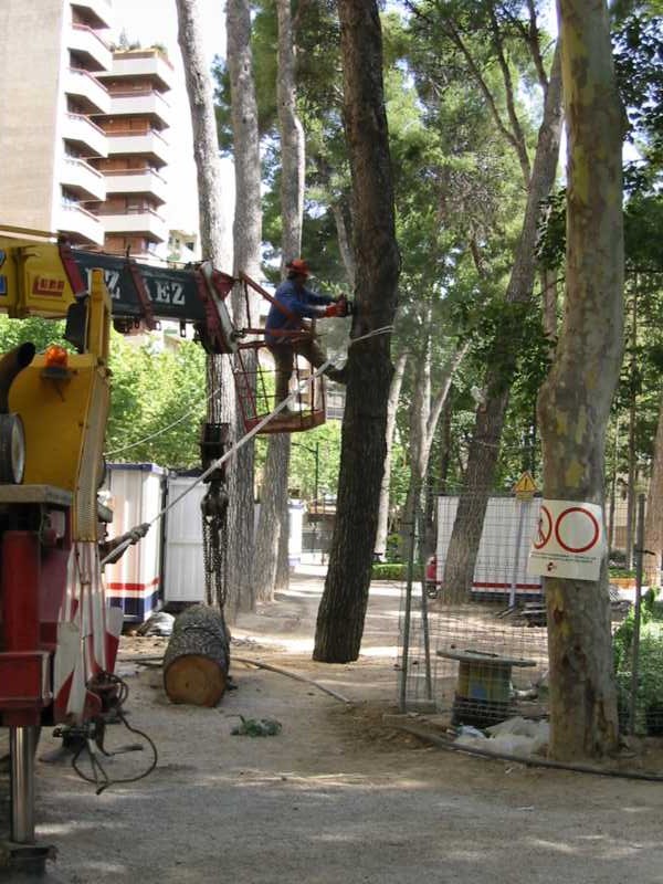 Corte de rama asistido con cuerda