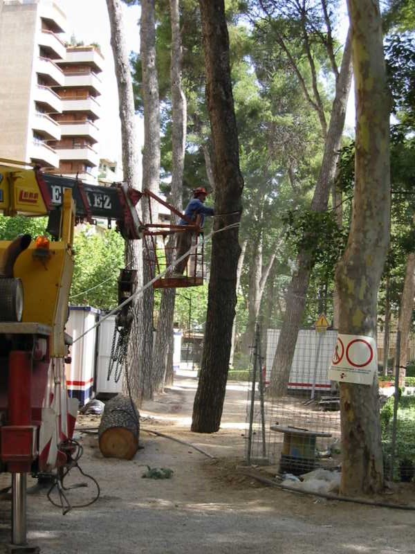 Trabajos en altura sobre un pinar urbano