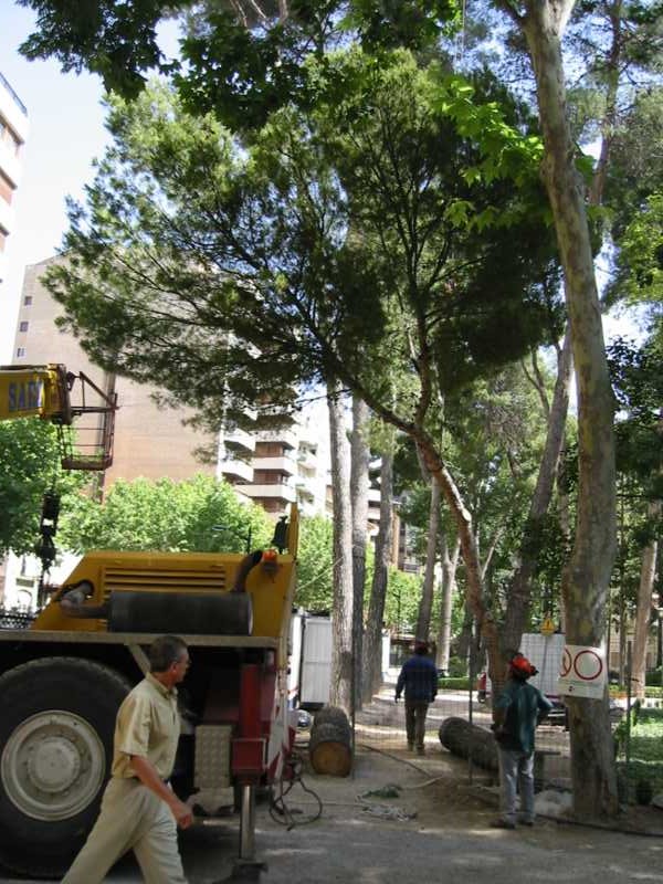 Retirada de troncos con grúa móvil