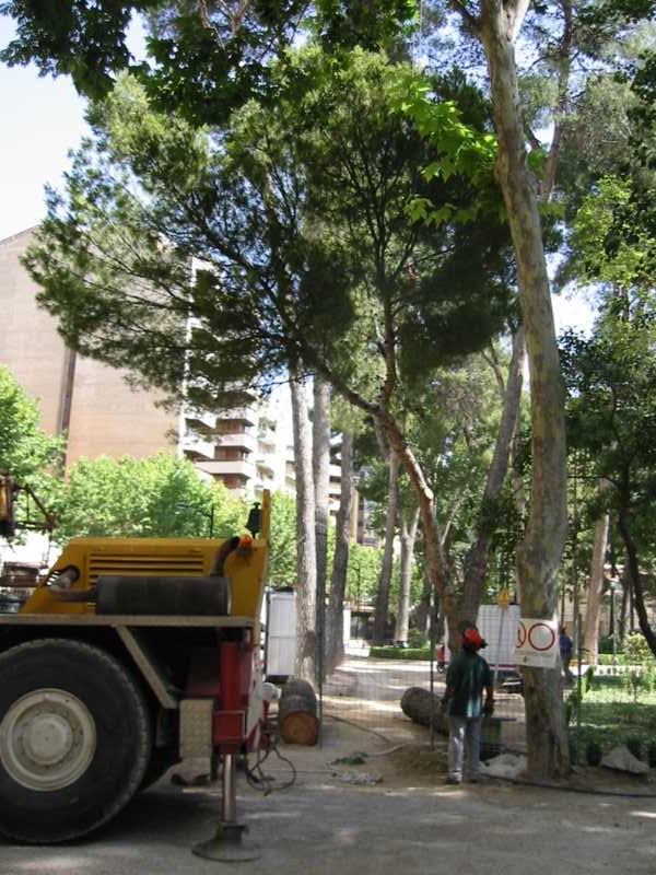 Apeo de arbolado en una zona de parque