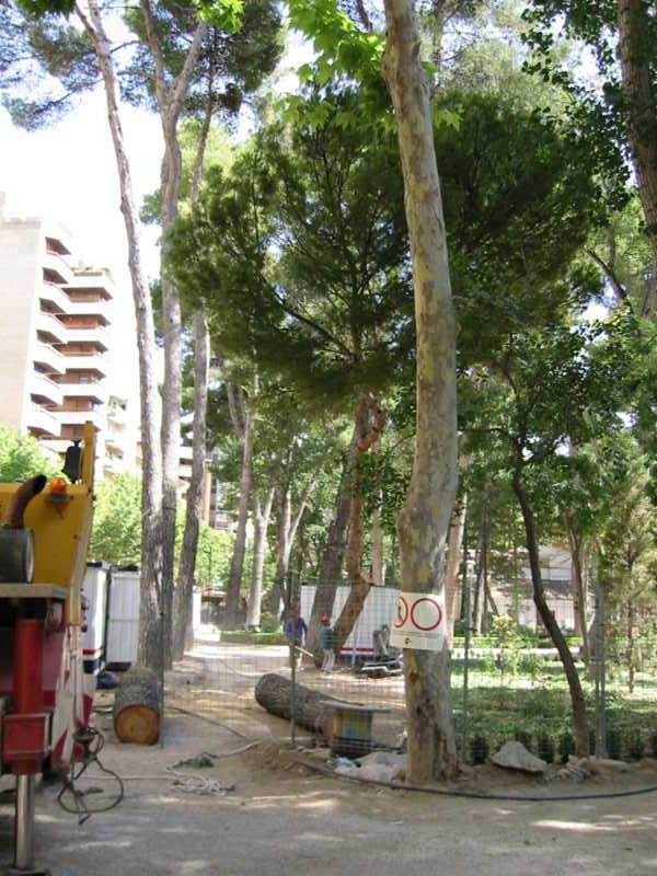Saneamiento de un pinar urbano